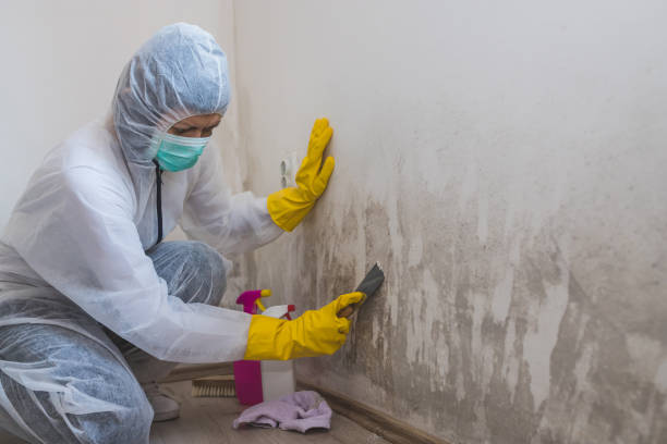 Best Black Mold Removal  in Rockdale, IL