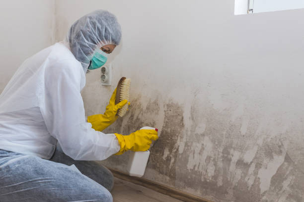 Best Mold Removal and Inspection  in Rockdale, IL