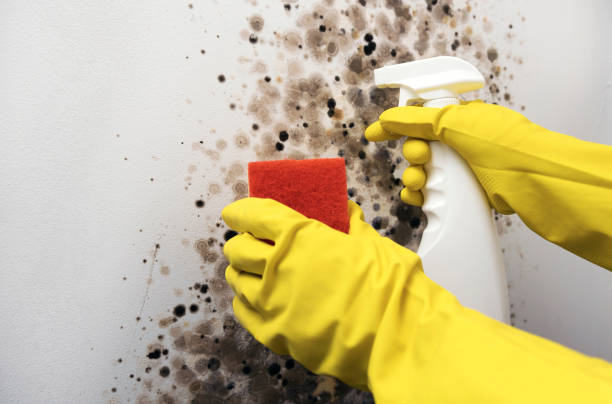 Best Office Mold Removal Services  in Rockdale, IL