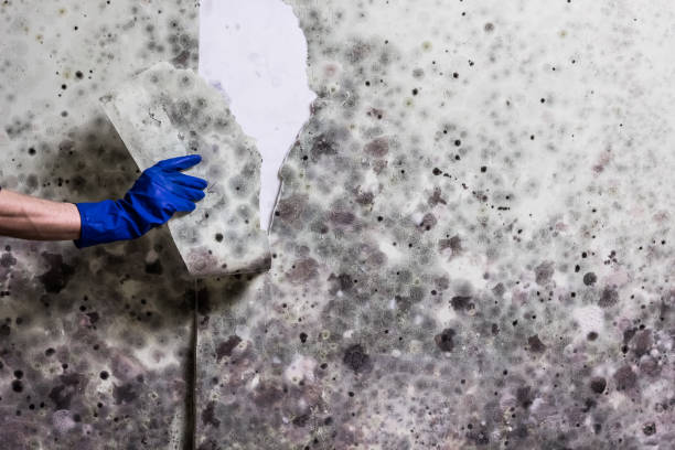 Best Home Mold Removal  in Rockdale, IL