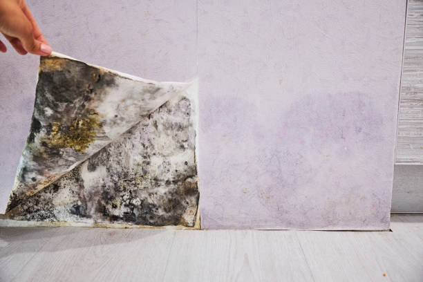 Best Commercial Mold Removal  in Rockdale, IL